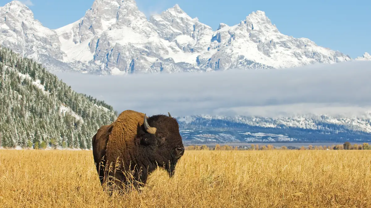 Wyoming landscape