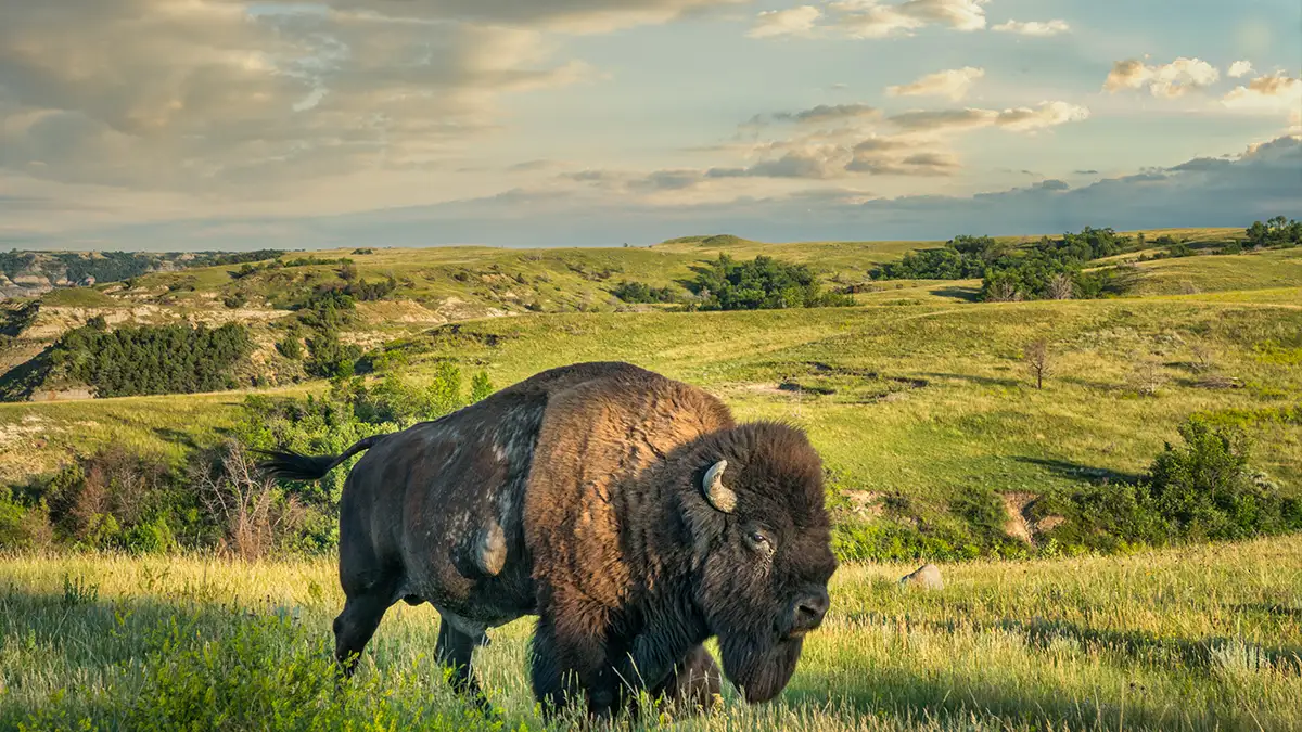 North Dakota landscape